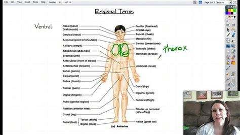 Anatomical Parts Of Body : Body Parts Diagram / Diagram Showing Different Parts Of The Body ...