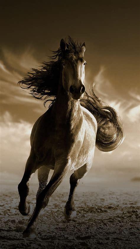 Wild Horses Wallpaper