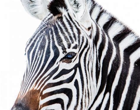 Zebra - "Stunning in Stripes" - Trick of the Light Photography