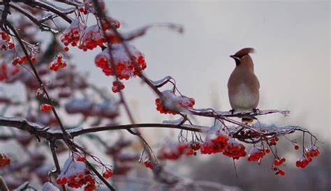 Wonderful Pictures Of Red Winter Berries - Viral Rang