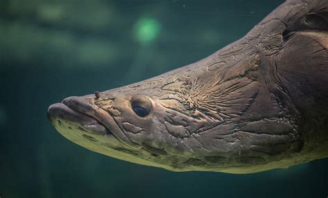 Arapaima | Smithsonian's National Zoo