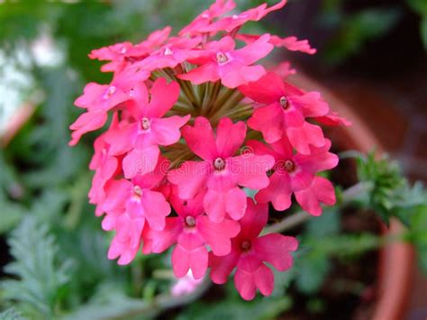 Verbena Flower with Beautiful Petals Stock Image - Image of fresh ...