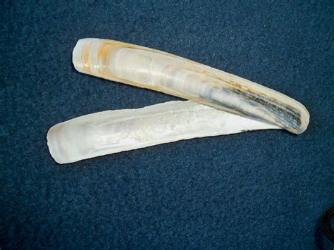 Pacific Razor Clam Anatomy