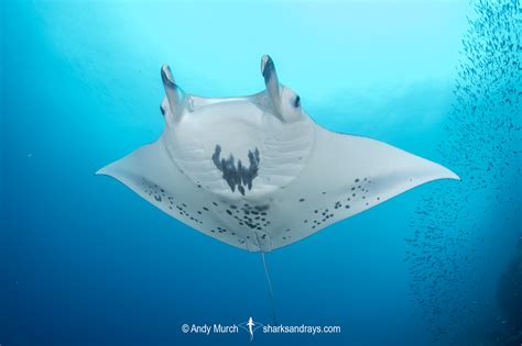 Reef Manta Ray - Mobula alfredi