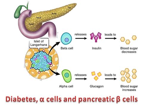 Pancreatic Islets Alpha And Beta Cells