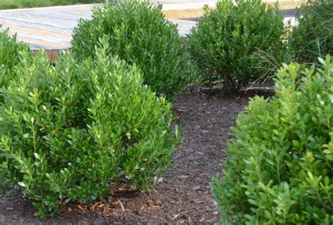 Compact Inkberry Holly | Ilex glabra 'Compacta' - Revolutionary Gardens | Cool plants, Evergreen ...