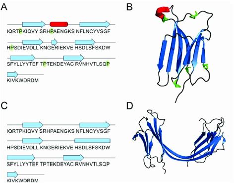 β 2 -microglobulin schematic presentation of secondary structure ...