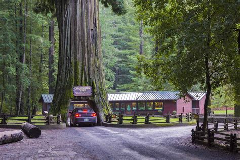 The Drive-Thru Tree