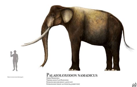 Palaeoloxodon namadicus by https://www.deviantart.com/prehistorybyliam on @DeviantArt ...