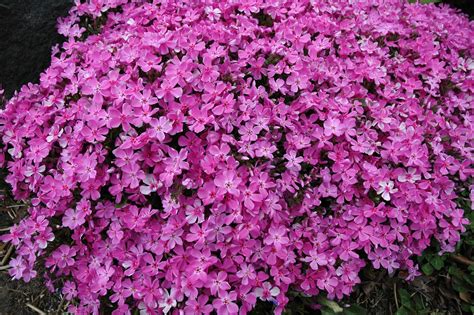 Pink Creeping Phlox | Greenwood Nursery