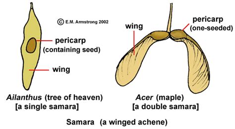 Fruit Terminology (Part 2)