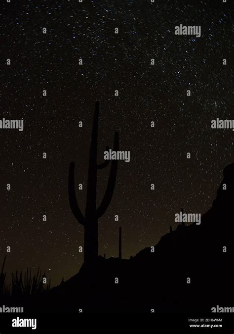 Amazing stars in the night sky with a saguaro cactus at Organ Pipe Cactus National Monument ...