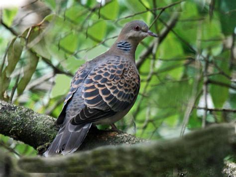 Oriental turtle dove (Streptopelia orientalis)