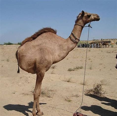 Did This Camel Lose Half Its Body? | Snopes.com