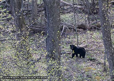 Shenandoah National Park | Wildlife in Photography