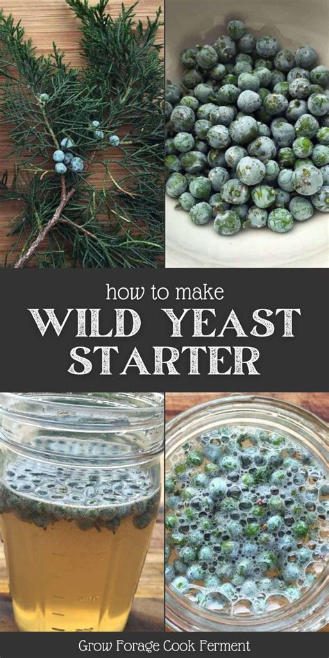 how to make wild yeast starter