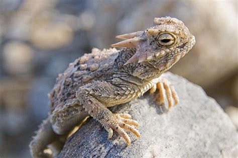 Desert Horned Lizard Facts and Pictures | Reptile Fact