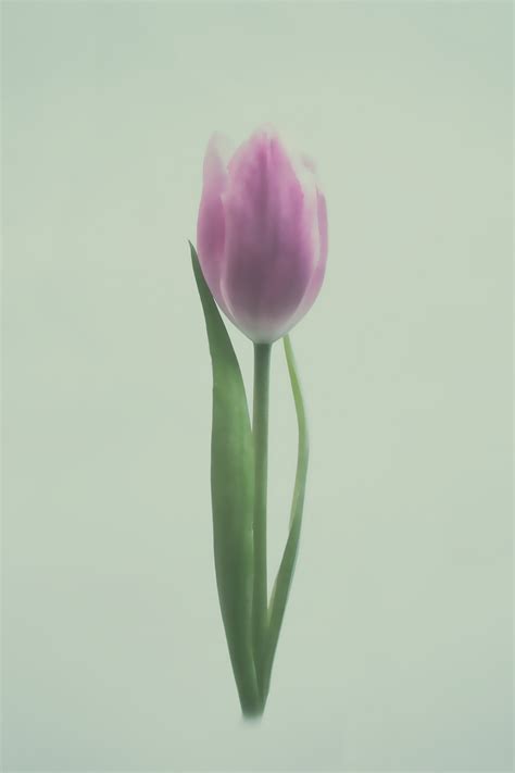 Tulip mania on Behance