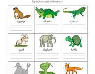 36 Mammals vs reptiles ideas | mammals, reptiles, animal classification