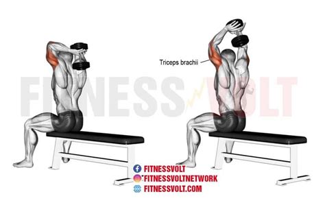 Seated Dumbbell Overhead Tricep Extension (Triceps) – Fitness Volt