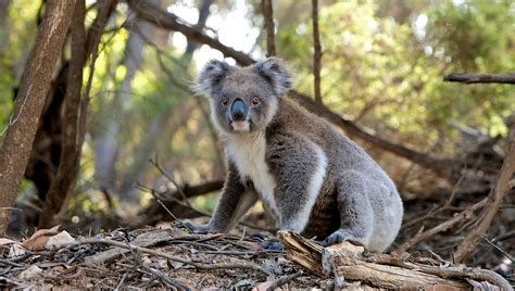 I koala sono funzionalmente estinti - LifeGate