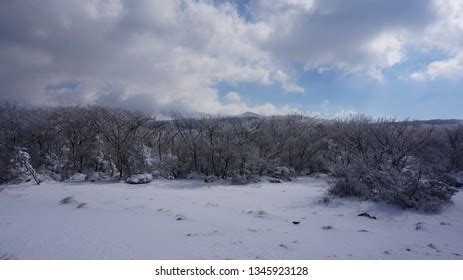 1100 Highland Wetlands Jeju Snowfall Stock Photo 1345923128 | Shutterstock