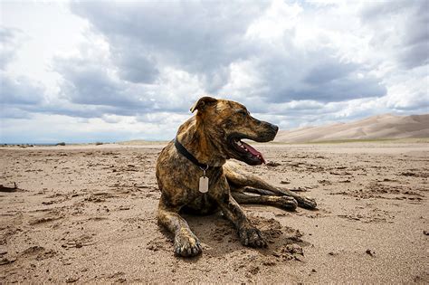 What Is the State Dog of North Carolina? - WorldAtlas