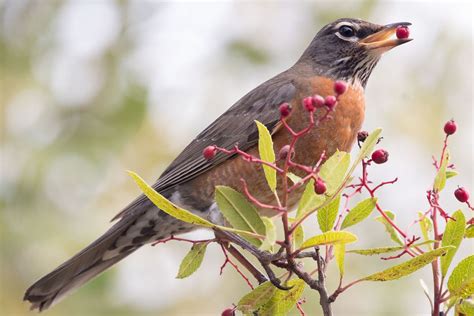 Favorite Foods and Feeding Robins