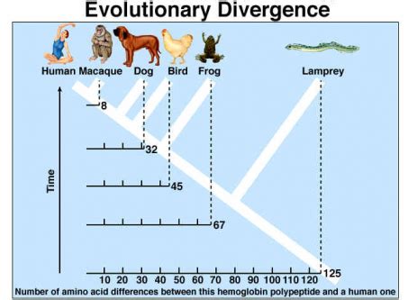 DNA Evidence - Evidence for Evolution