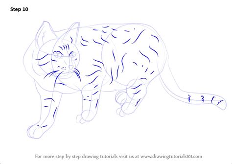 Step by Step How to Draw a Wildcat : DrawingTutorials101.com