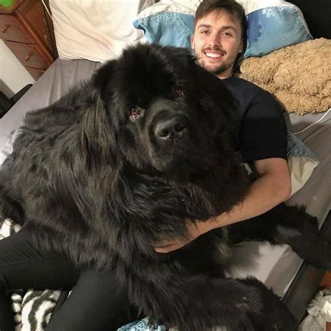 25 Adorable Pictures Of Newfoundlands That Are Shockingly Massive