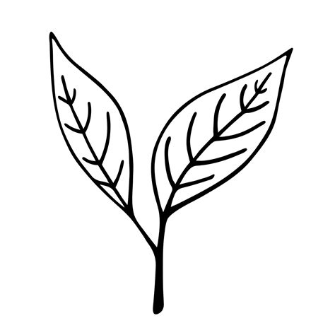 Sprout vector icon. Black doodle of a twig with leaves. Hand drawn ...