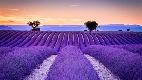 29 Lavender Wallpapers - Wallpaperboat