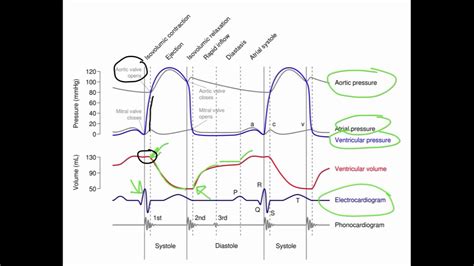 Wiggers Diagram - YouTube