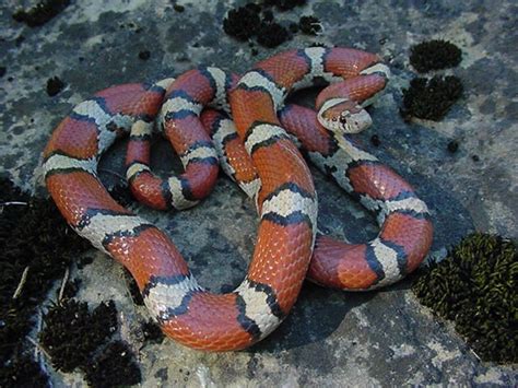 RedMilkSnake