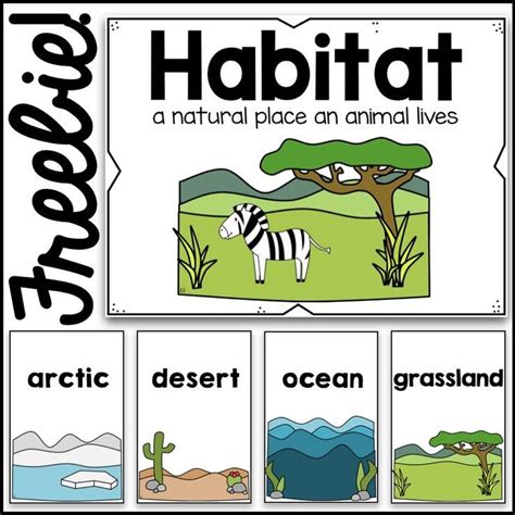 Habitats Poster Cards | Preschool science, Kindergarten science ...