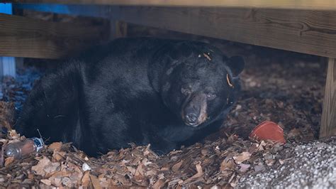 Connecticut family finds black bear hibernating under their outdoor ...