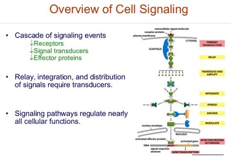 Types and Stages of Cell Signaling | Biology Dictionary