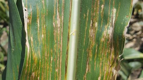 Bacterial Leaf Streak of Corn Confirmed in Nebraska, Other Corn Belt States | CropWatch ...