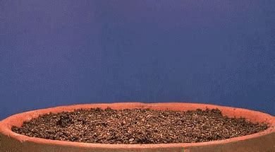 Germination Of Seeds GIFs - Find & Share on GIPHY