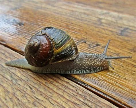 Garden snail | All Species Wiki | Fandom