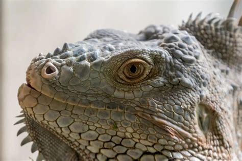 149 photos of Green Iguana Lizards - FlippedNormals