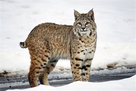 Bobcat in the Snow by Richard Hahn on YouPic