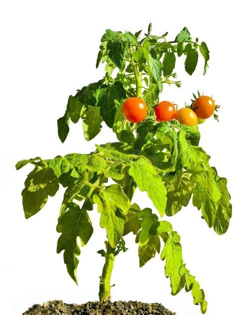 Cherry Tomato Plant Stock Photo - Image: 32386730