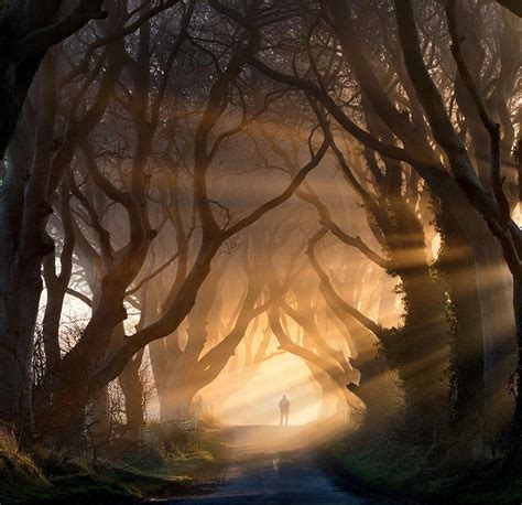 🔥 Tree Tunnel, Northern Ireland. : r/NatureIsFuckingLit