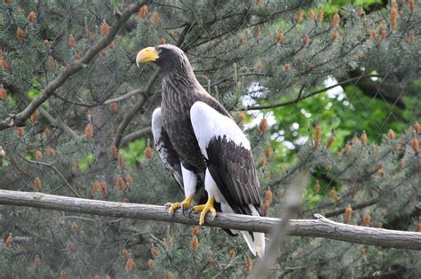 Everything You Wanted to Know About the Steller's Sea Eagle - Owlcation