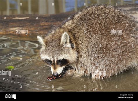 Common Raccoon Stock Photo - Alamy