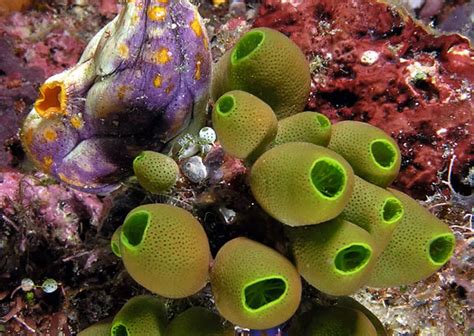 Tunicates—Not So Spineless Invertebrates | Smithsonian Ocean