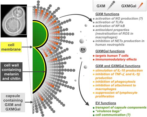 [PDF] What makes Cryptococcus gattii a pathogen? | Semantic Scholar