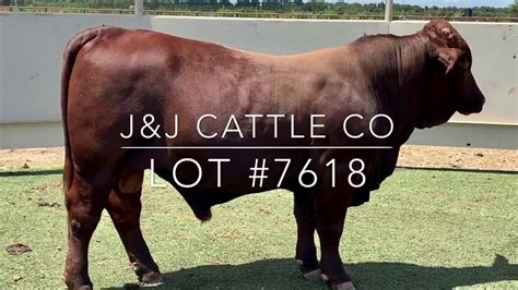 Lot #7618 Beefmaster Bull - YouTube